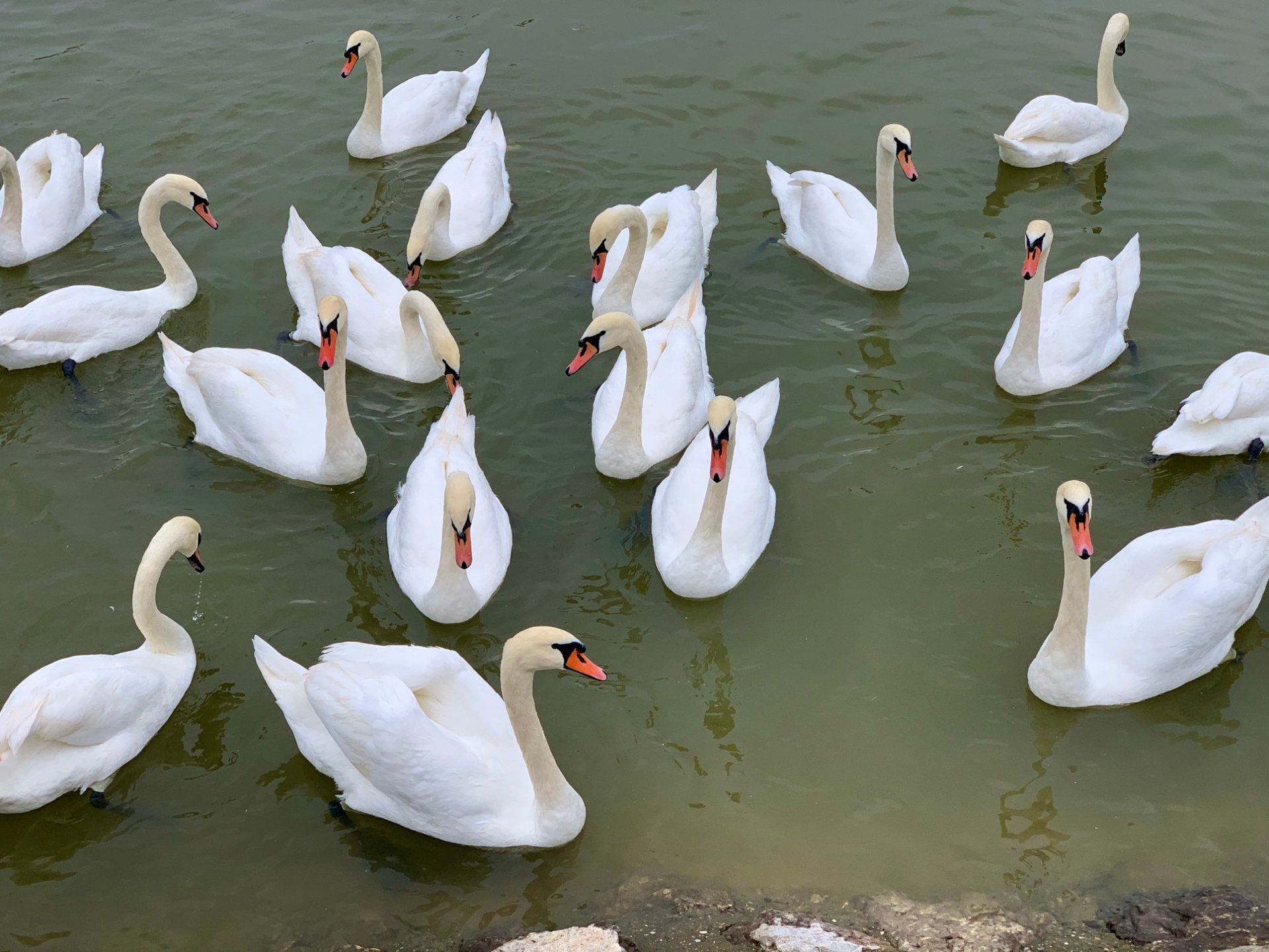 Mute swans on the Danube at the Zemun Quay, Belgrade